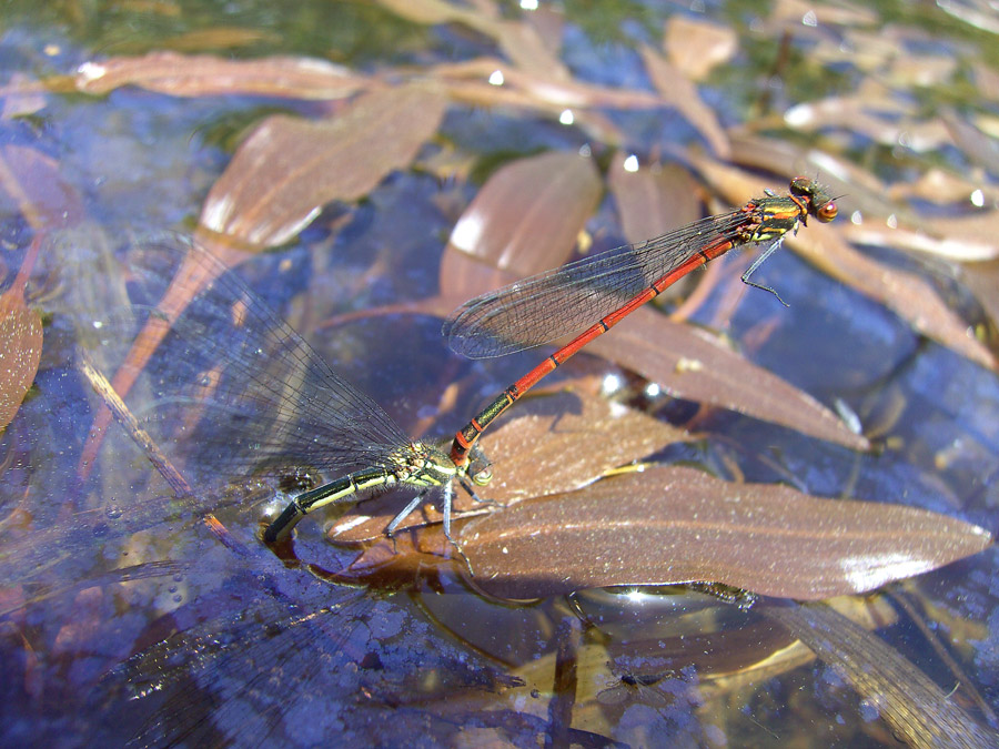 Pyrrhosoma nymphula tandem in ovideposizione